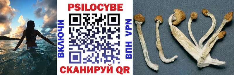 блэк спрут сайт  Ершов  Галлюциногенные грибы Magic Shrooms 